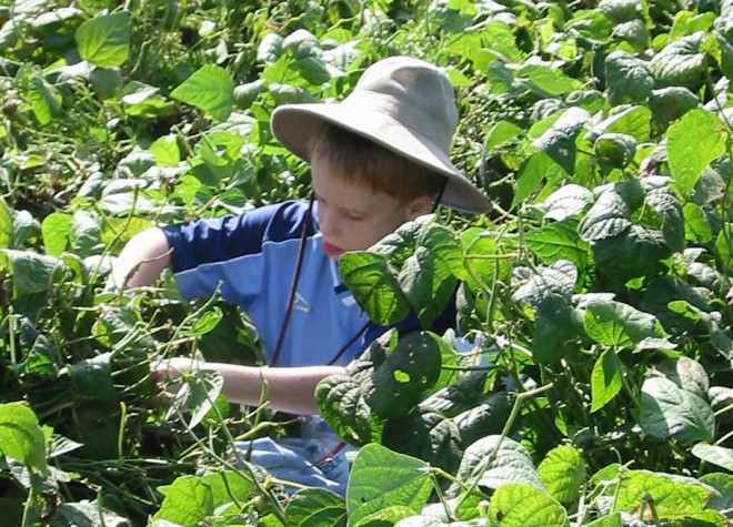 Mark Roberts's son gleaning