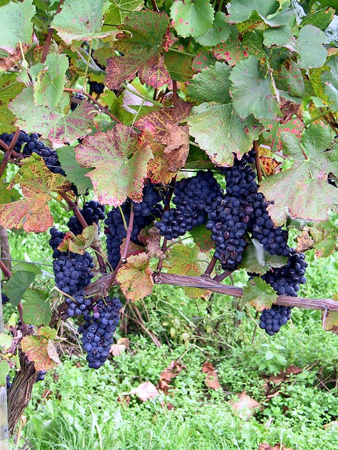 Grapevine, branches and fruit