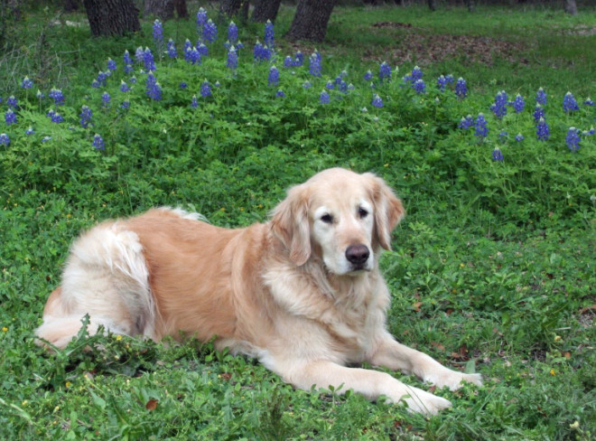 Mark's dog, Sandy, resting in the bluebonnets