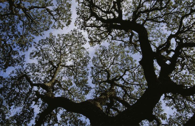 Looking Up into the Sycamore Tree and Beyond