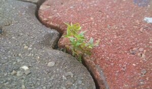 Sapling sprouting out between two bricks