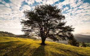 Tree on a hill.