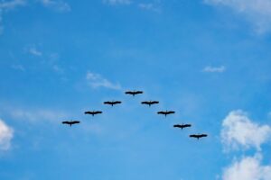Birds flying in a V-formation