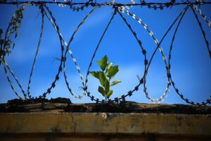 A young plant growing among barbed wire.