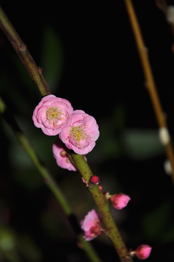 Pink fruit blossoms