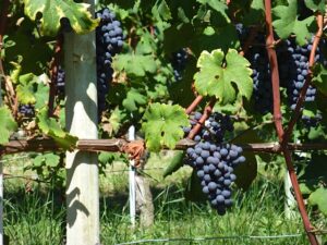 Grape vineyards in Piedmont, Italy.