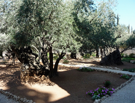 Olive trees in the Garden of Gethsemane. Photo used by permission from Mark D. Roberts.
