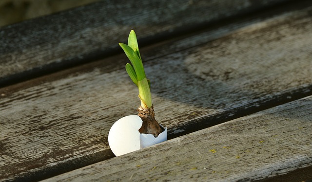 A shoot beginning to sprout out of an egg shell sybolizing new life and growth.
