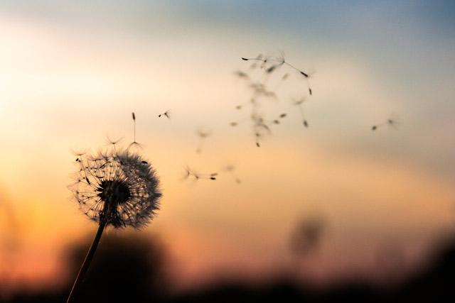 A dandelion giving its seeds gracefully to the wind.