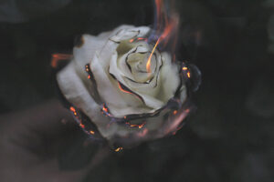 A white rose burning.