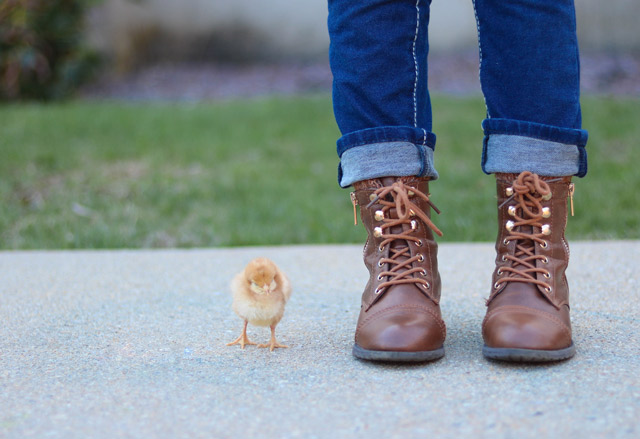 A little chick standing next to a person in work boots.