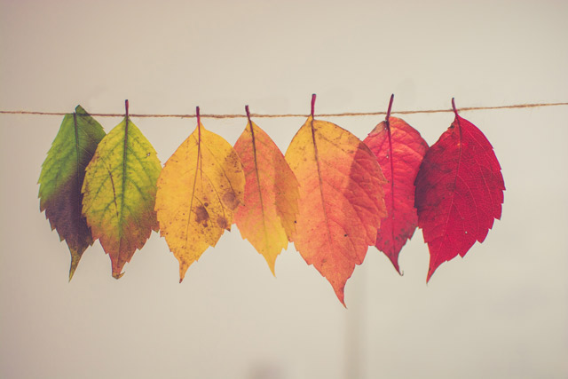 Unity, not uniformity; multi colored leaves in a line.