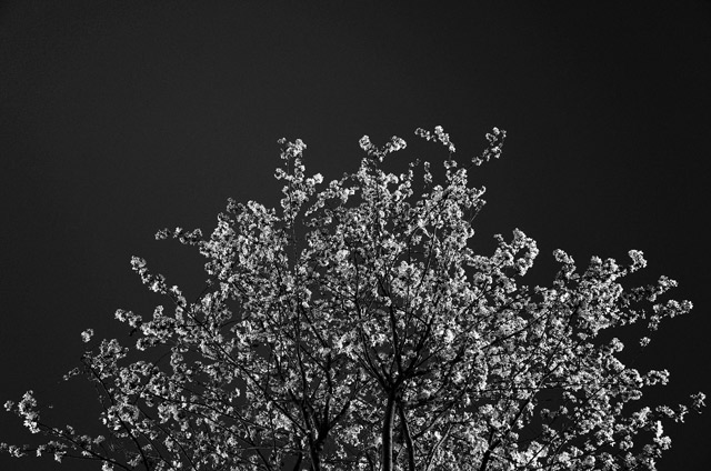 A flowering tree.