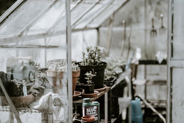 Plants in a greenhouse.
