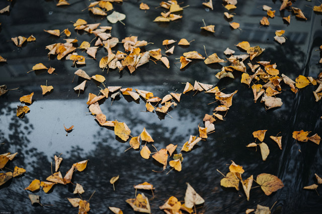 Fallen leaves in the shape of a heart.