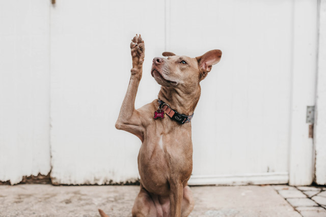 A dog with its paw raised.