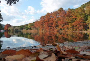 Trees with fall leaves around a lake