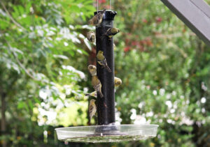 A number of goldfinches on Mark Roberts' birdfeeder