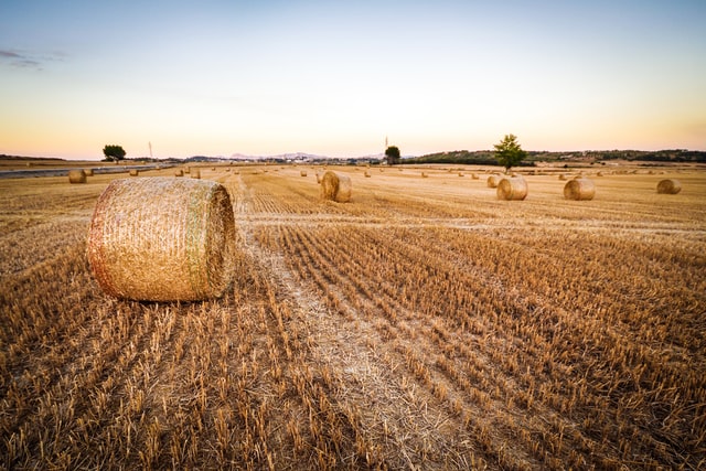 A large field with a number of hay bales
