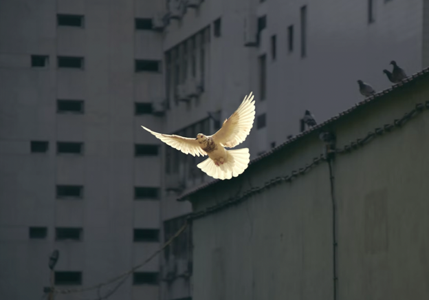 A beautiful dove flying in the sunlight in front of a gray building