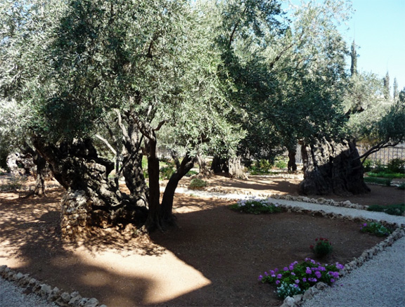 Olive trees in the Garden of Gethsemane