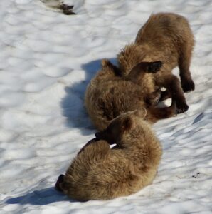 Two bear cubs playing in the snow