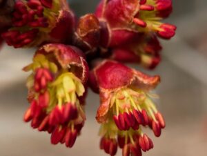 Blossoms on a red maple tree