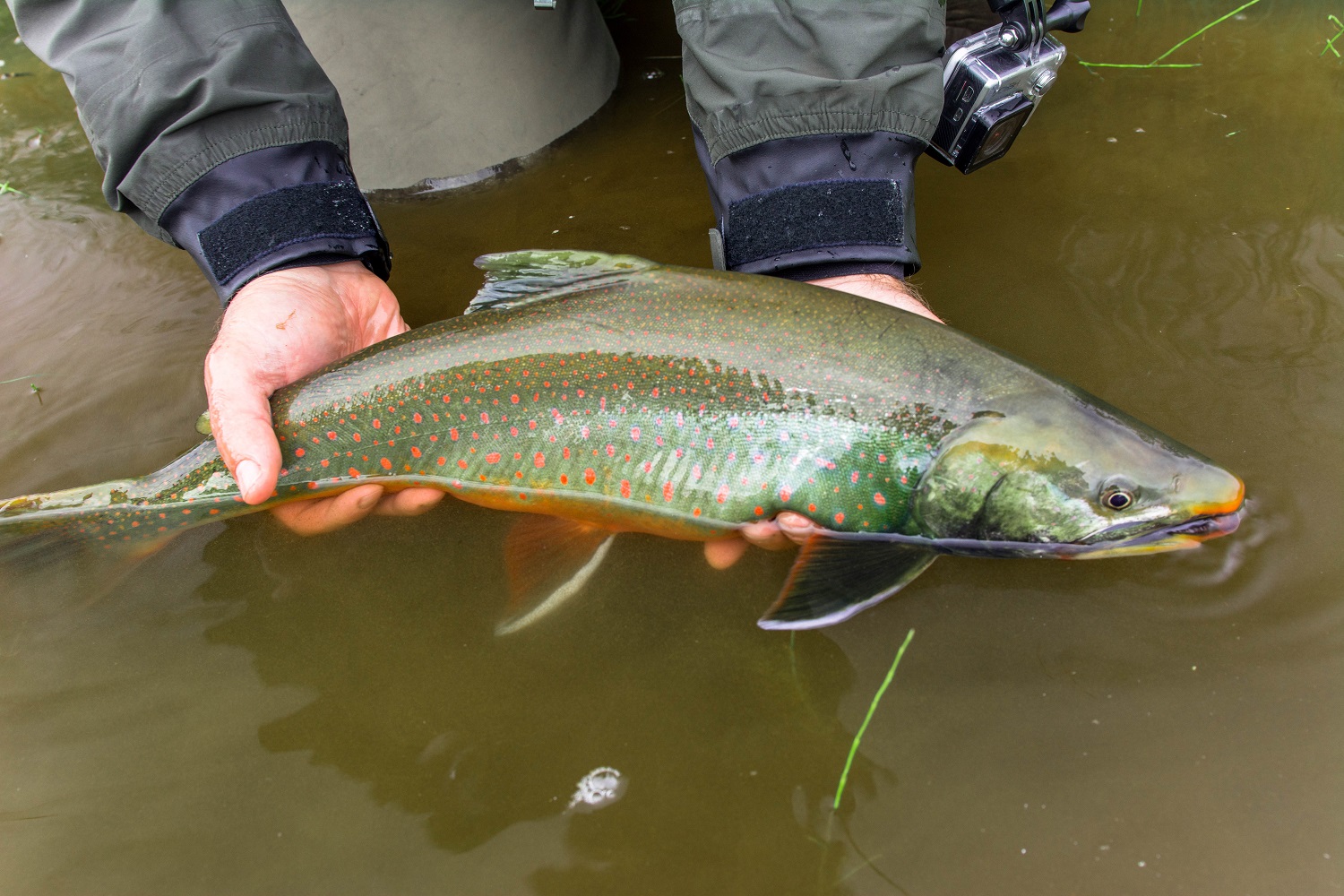 Matthew Dickerson holds a Dolly Varden char